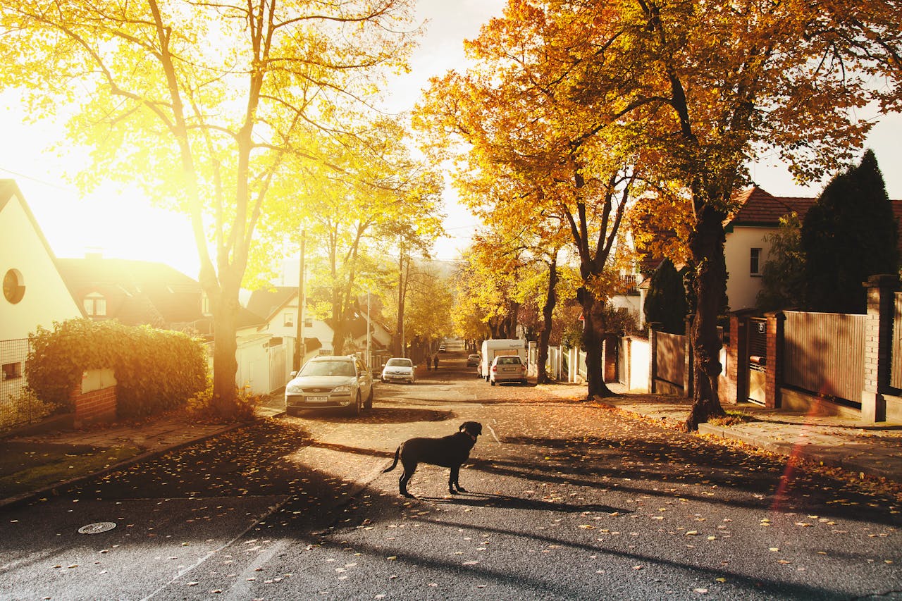 gallery-img-04 A peaceful autumnal street scene with a dog in a sunlit neighborhood.